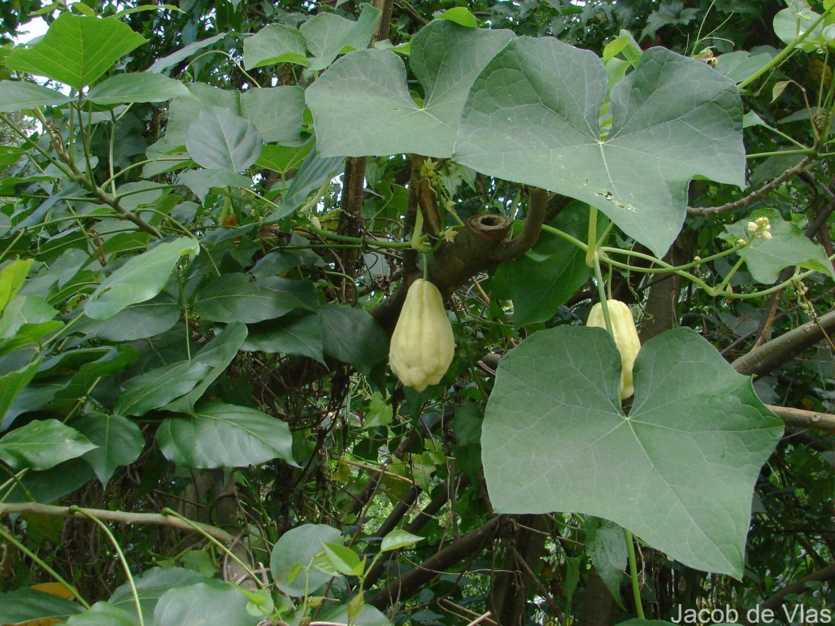 Sicyos edulis Jacq.